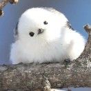 tree_hwNY