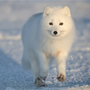 《聊斋》Vol.14《青凤》:1000个读者心中幻化的狐狸