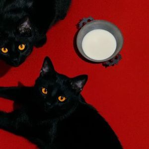 猫神AKIRA