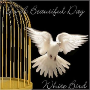 黑鸟，白鸟，自由鸟