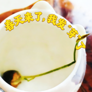 生活闲谈08|春天来了,我发‘芽’了