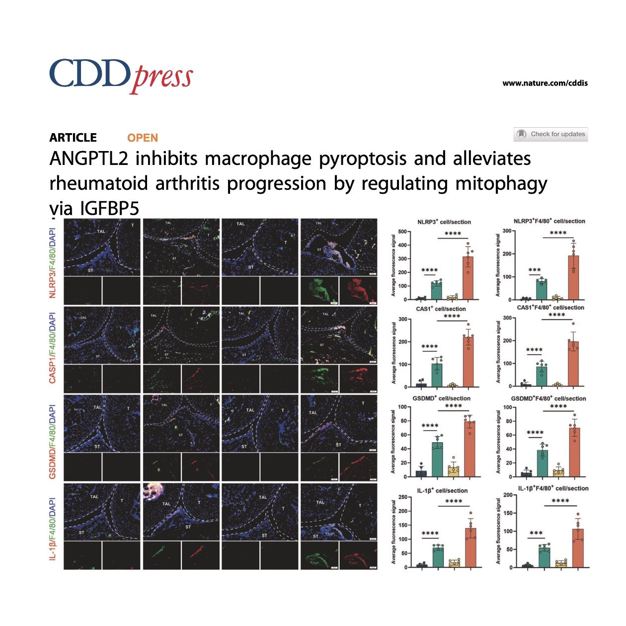 1440-ANGPTL2 Regulation of Macrophage Mitophag&Pyroptosis episode artwork