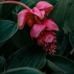 花泱-花泱
