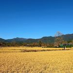 麦子woo
