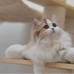 月刊少年黑羽同学