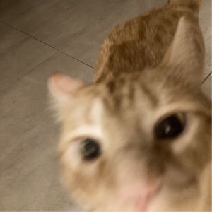 散步嘈嘈