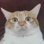 没头脑并且不高兴