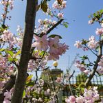 肥菜菜一枚吖