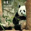 小犬牙高洁