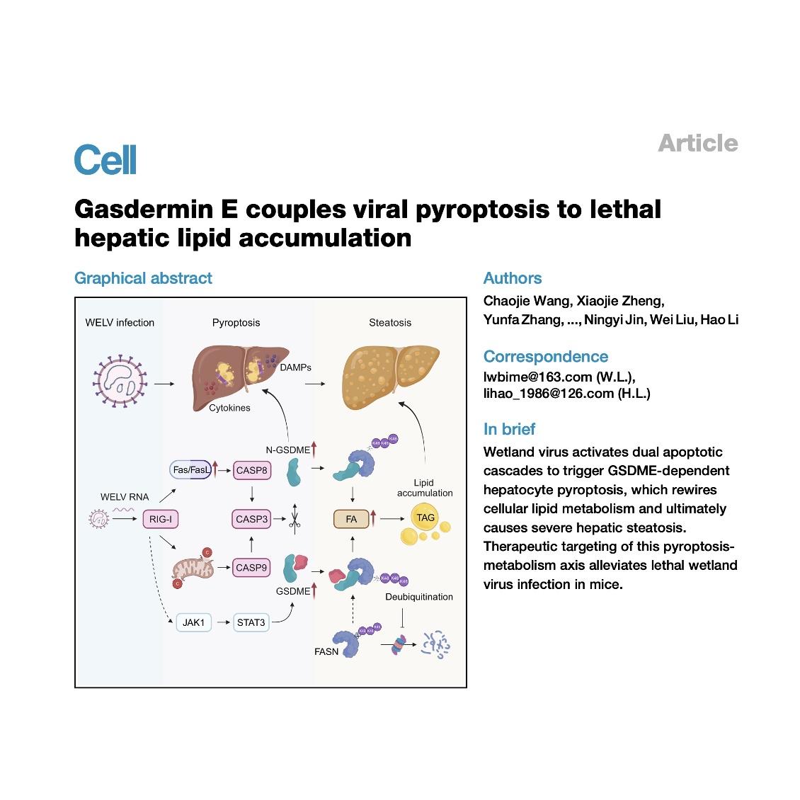 1510-GasderminE-Viral Pyroptosis to Lethal Hepatic Steatosis episode artwork