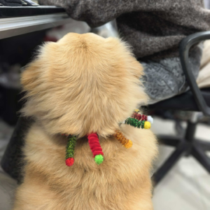 Vol12.催婚情景演绎