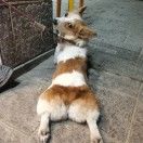 奔跑的大眯眯