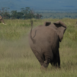 VOL45：「入非Day1」乞力马扎罗山脚下，被猴子抢了！