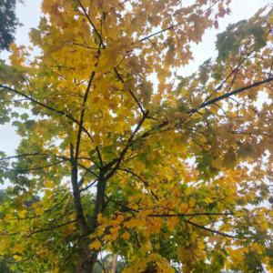 30. 秋天的风,吹散了落叶,也吹散了昨天