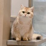 小兔子和面包店