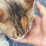 烤鸭烤鸭wsl