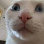 _77阿猫