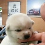 吧哩