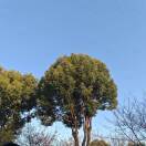 花影_vGUM