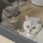 特花吉好