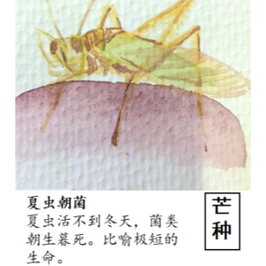 15.芒种—播种希望，收获成长