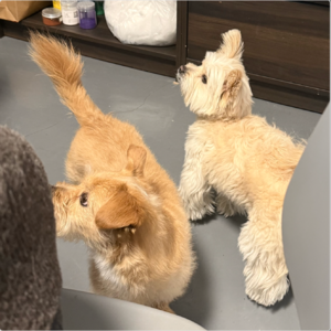 暗中观察邻居家很久后终于上门做客了！📅 26.Mar.8