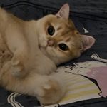 青花鱼大战秋刀鱼