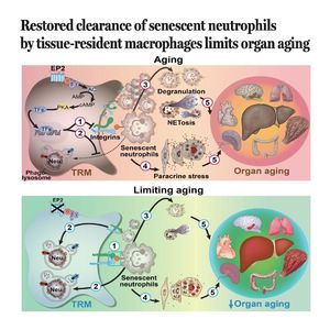 1475-Restoring Macrophage Clearance to Limit Aging