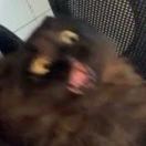 猫打听