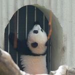 加菲延
