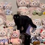 可可血液