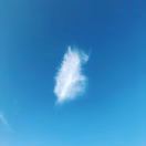 费德勒是只猫