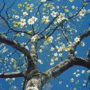 blue_kvAs