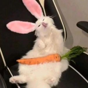 聊园之视