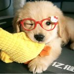 狐狸怎么叫i