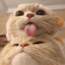 Moooooob