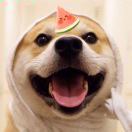 西红柿蛋汤_imSn