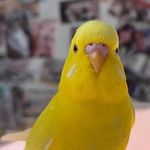 Renana
