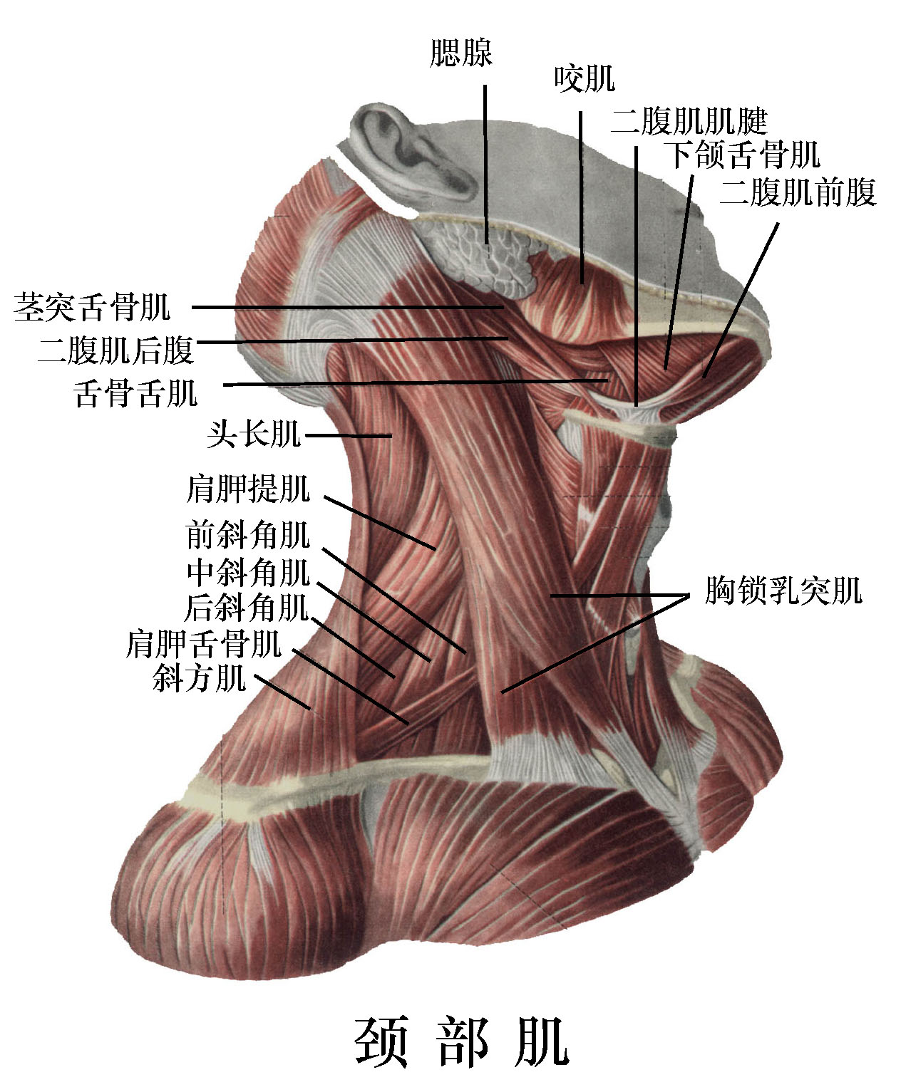 咀嚼肌包括图片