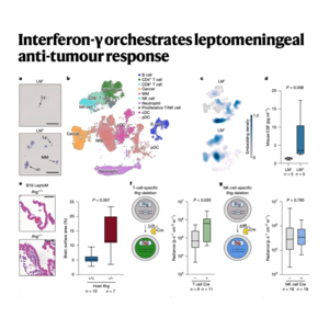 152-IFNγ Orchestrates Leptomeningeal Anti-Tumor Response