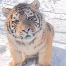 我喂我自己袋盐