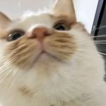 烤红薯配冰激凌