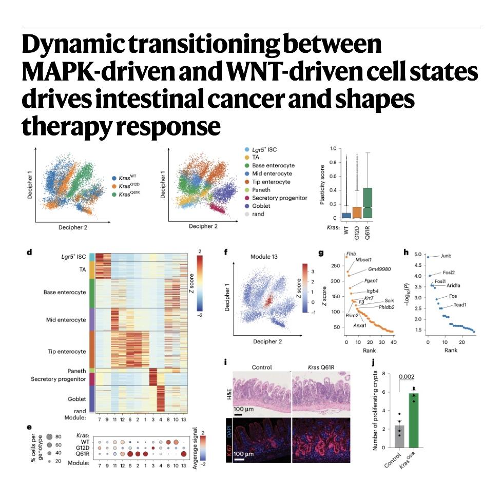 1189-MAPK and WNT Dynamics in Intestinal Cancer episode artwork