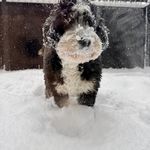 不会拉雪橇的狗狗