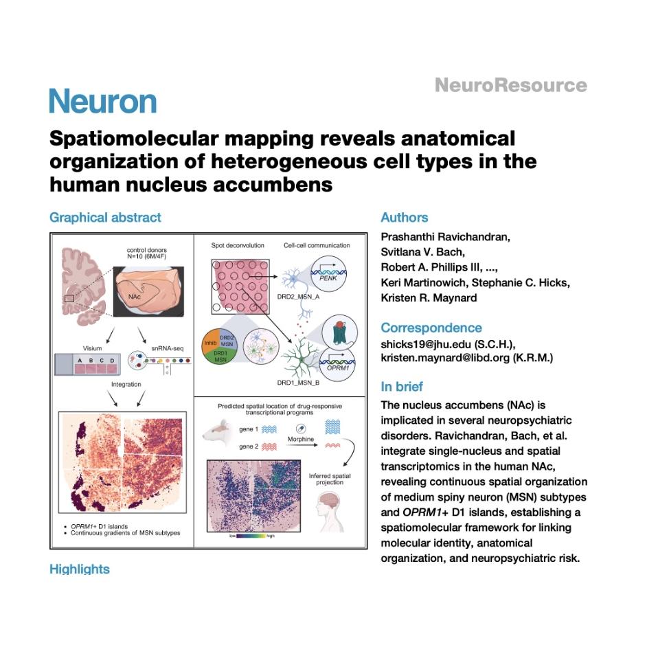 1525-Spatiomolecular Atlas of the Human Nucleus Accumbens episode artwork