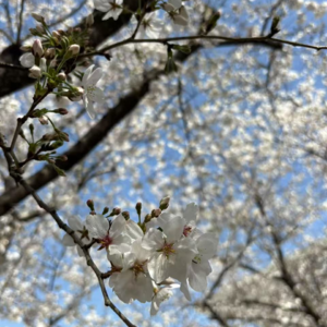 EP05 清明节 -让我们狠狠的想念吧~