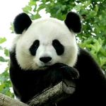 克拉帕乌丘斯