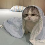 蓬蓬泡