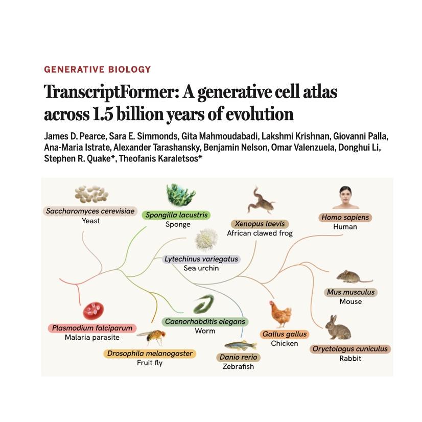 1481-TranscriptFormer: Model for Evolutionary Cell Biology episode artwork
