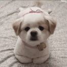 以后我就叫胖丁了